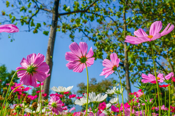 Fototapeta premium Beautiful pink cosmos flowers blooming in garden,spring season.