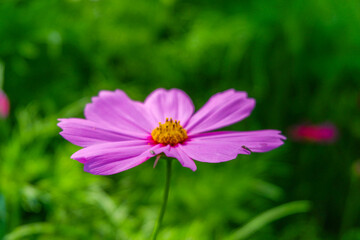 Obraz premium Beautiful pink cosmos flowers blooming in garden,spring season.