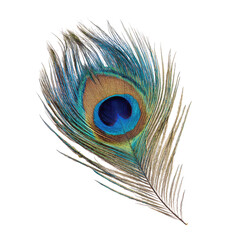 Close-up of a vibrant peacock feather