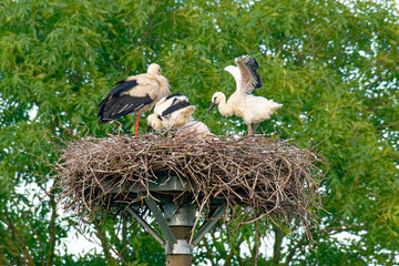 Weißstörche auf dem Nest in der Abendsonne	