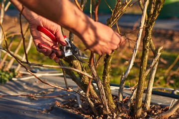 Male gardener with prunign shears working in a blueberries organic farm.