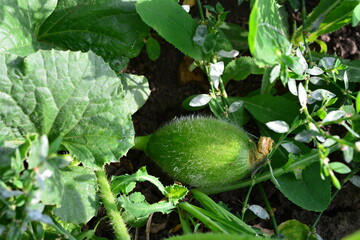 Obraz premium Close-up of a small, fuzzy green melon growing amidst lush greenery