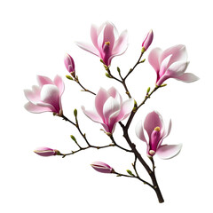 Obraz premium Elegant Pink and White Magnolia Branch with Blossoms and Buds Isolated on Clean White Background