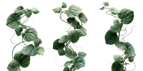 Three verdant climbing plants with delicate leaves