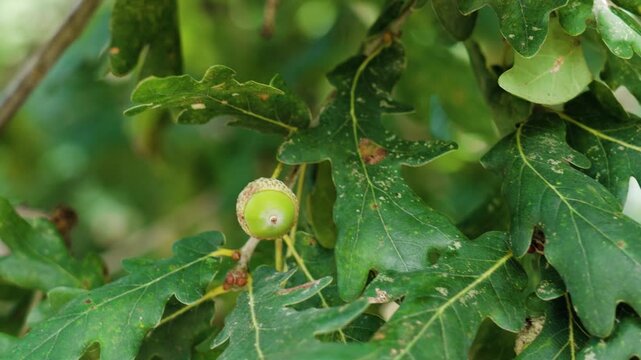 Macro shot of an oak acorn swaying on a branch in summer