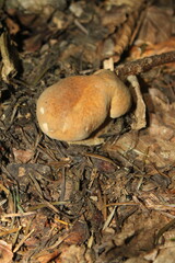 mushrooms in the woods