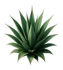 Fototapeta premium Vibrant green agave plant with sharp, pointed leaves arranged in a rosette pattern on transparent background.