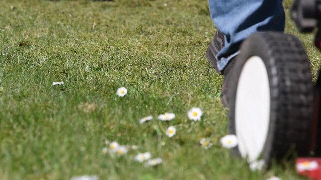 Professional gardener removes moss from green lawn with blooming white daisies using scarifier, improving grass health on sunny spring day, enjoying beauty of nature and outdoor work,