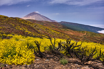Charred shrub and Teide backdrop