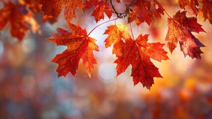 Vivid autumn leaves hang from branches, backlit by soft light, creating a warm ambience