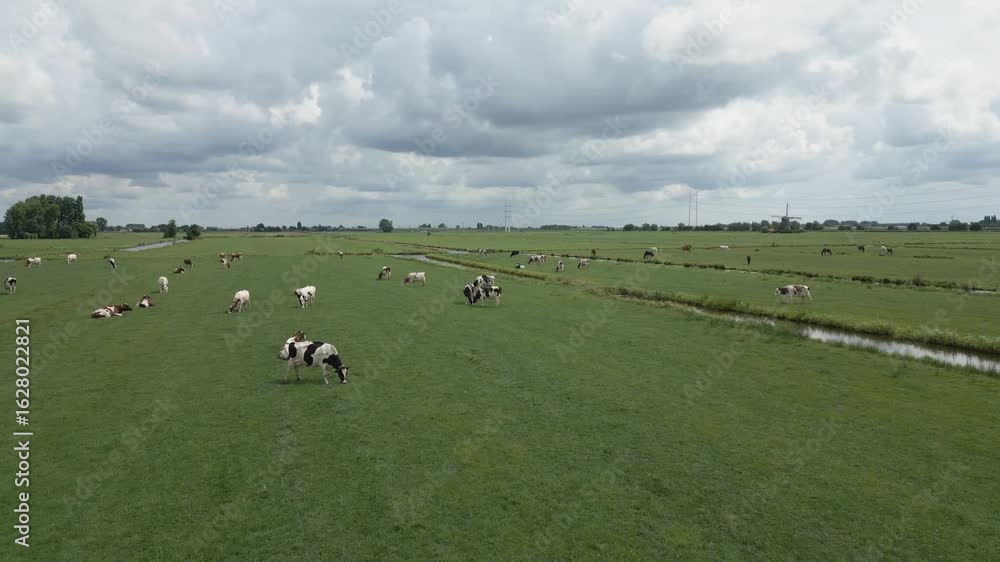 Poster closer drone footage of cows grazing and lying in green fields of the netherlands. a calm rural view