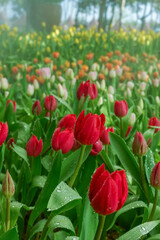 Obraz premium Colorful Tulips field in winter or spring,field of tulips in full bloom with various colors like pink, purple, yellow in the garden and pathway,tulip designs card.