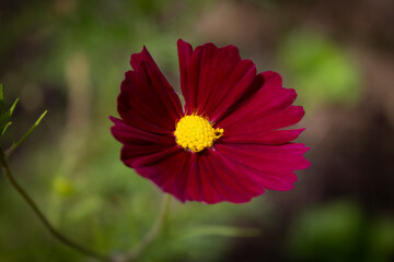 Beautiful red flower, violet, solitary, adorning the dense garden. 