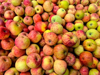 red and green apples