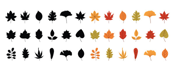 Autumn leaves set with colored and silhouette versions. Collection of fall foliage with black leaf shapes. Botanical elements for autumn design. Vector illustration isolated on white background.