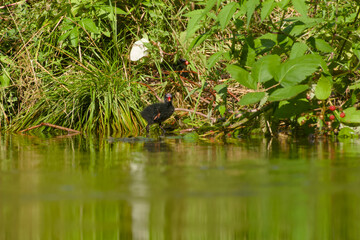 common moorhen chick standing in shallow water