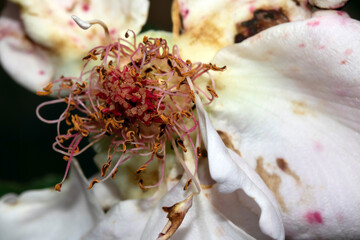 Close up of an over bloomed wilted rose flower on the plant