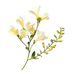 Fototapeta premium Delicate cream Freesia flowers blooming on a black background isolated on transparent background cutout