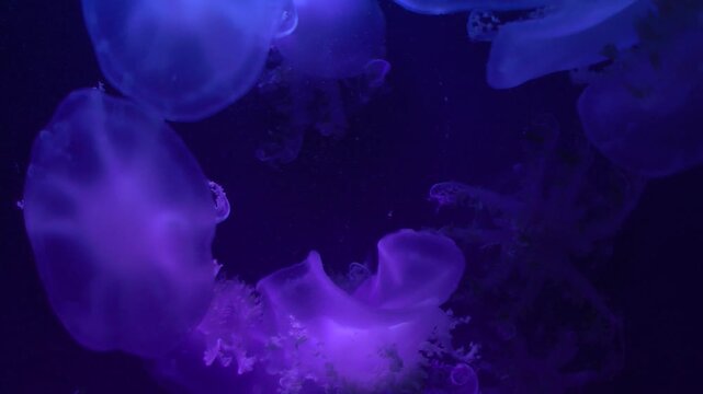 Cassiopea andromeda jellyfish in aquarium