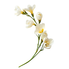 Fototapeta premium Delicate white Freesia flowers on black background elegant floral arrangement nature beauty botanical art isolated on transparent background cutout