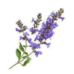 Purple Salvia flowers sprig isolated black background botanical illustration isolated on transparent background cutout