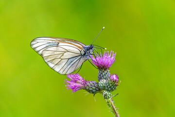 Black-veined White Butterfly on Purple Thistle Close-up
