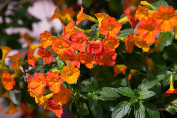 Closeup of flowers of marmalade bush (Streptosolen jamesonii) in a garden 