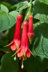 A vertical shot of Fuchsia flowers growing in the garden (Fuchsia fulgens)