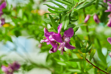 Polygala Myrtifolia or the myrtle-leaf milkwort flowering