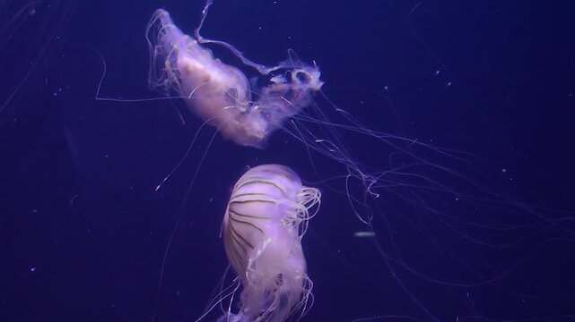 Chrysaora quinquecirrha jellyfish in aquarium