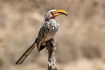 Southern Yellow-billed Hornbill from Kruger National Park