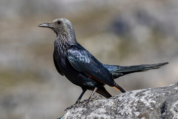 Red-winged Starling photographed on Table mountain Cape Town South Africa