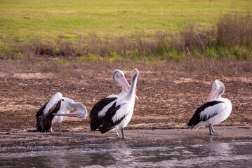 Close up of a flock of pelicans preening by the lake, Lake Colac, Victoria, Australia
