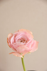 ラナンキュラス