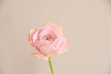 ラナンキュラス