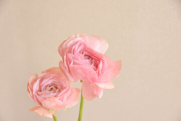 ラナンキュラス