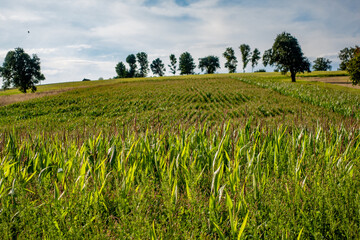 Maisfeld im Sommer