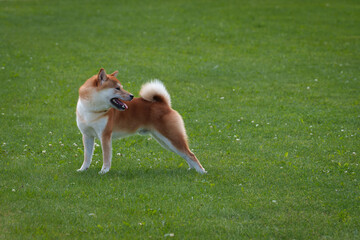 dog on the grass © talavietis