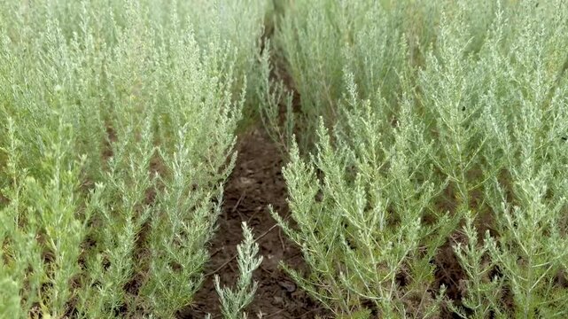 A field of essential oil crops of Taurian wormwood during the beginning of flowering on a summer day.