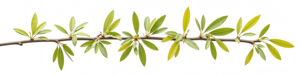 Fresh green leaves on branch create vibrant and natural aesthetic, perfect for enhancing any design or project