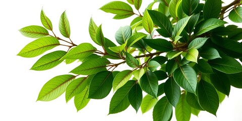 Obraz premium Vibrant green branch with lush leaves, isolated on pure white, ecology, nature