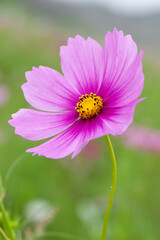 Fototapeta premium 秋桜