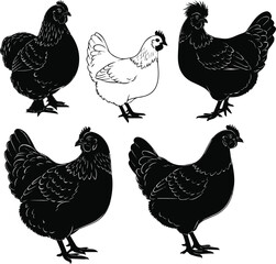 Isolated a kinds of hen vector art silhouette with white background.