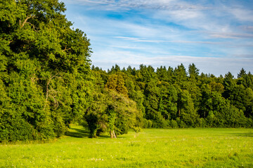 Baumgrundstück am Waldrand