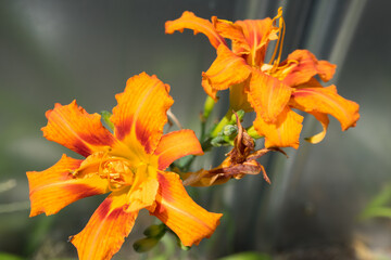 道端の花
