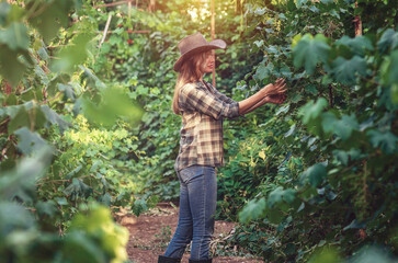 Blonde woman in hat and jeans takes care of green grapes. Hand gently touches grape leaves in sunset
