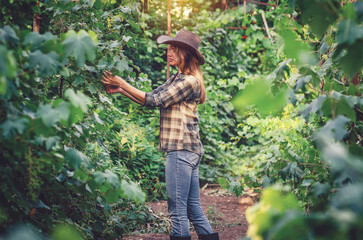 Blonde woman in hat and jeans takes care of green grapes. Hand gently touches grape leaves in sunset