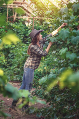 Slender woman in hat, jeans takes care of green grapes. Hand gently touches grape leaves in sunset