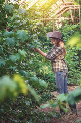 Slender woman in hat, jeans takes care of green grapes. Hand gently touches grape leaves in sunset
