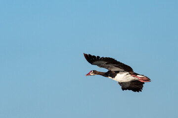 Spur-winged goose (Plectropterus gambensis) in mid-flight against a clear blue sky over the Okavango Delta, Botswana, highlighting majestic wildlife and vibrant natural beauty in its habitat.